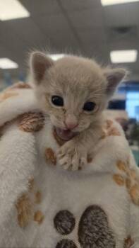 Buff Baby Finn -  Domestic Short Hair Cat for Adoption in Fresno, California - Buff Baby Finn | PetCurious