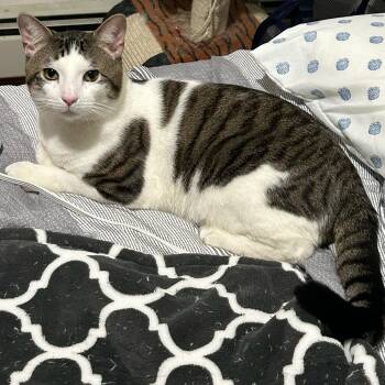 Domestic Short Hair Cats Available for Adoption in Weehawken Township, New Jersey - Klein | PetCurious