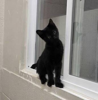 Jamba -  Domestic Short Hair Cat for Adoption in Fruit Heights, Utah - Jamba | PetCurious
