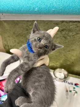 GREBE -  Domestic Short Hair Cat for Adoption in Riverside, California - GREBE | PetCurious