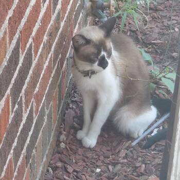 Ollie -  Siamese and Domestic Short Hair Cat for Adoption in Tulsa, Oklahoma - Ollie | PetCurious