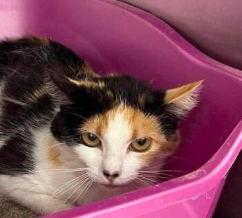 Domestic Short Hair Cats Available for Adoption in St. George, Utah - Florence | PetCurious