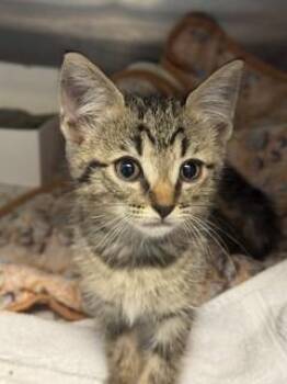 JUJU -  Domestic Short Hair Cat for Adoption in Doral, Florida - JUJU | PetCurious