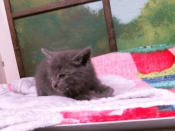 Domestic Short Hair Cats Available for Adoption in Houston, Texas - A2069120 | PetCurious