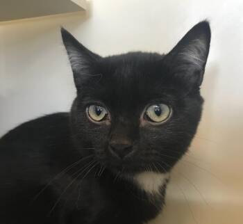 Strudel -  Domestic Short Hair Cat for Adoption in Buena Vista, Colorado - Strudel | PetCurious