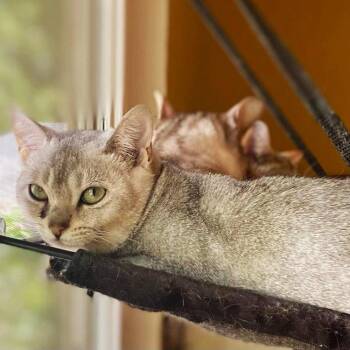 Rescue American Shorthair Cats for Adoption in Abbotsford, British Columbia - Kyren | PetCurious