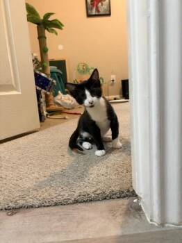 Bear -  Domestic Short Hair Cat for Adoption in San Antonio, Texas - Bear | PetCurious