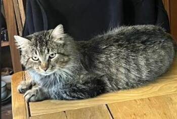Domestic Long Hair Cats Available for Adoption - Grizz (polydactyl) | PetCurious