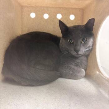 Wiggy -  Domestic Short Hair Cat for Adoption in Reno, Nevada - Wiggy | PetCurious