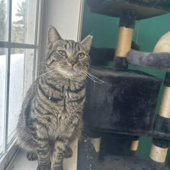 Domestic Short Hair Cats Available for Adoption - Mabel | PetCurious