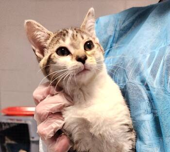 Domestic Short Hair and Tabby Cats Available for Adoption in Greenfield, Indiana - Jeri | PetCurious