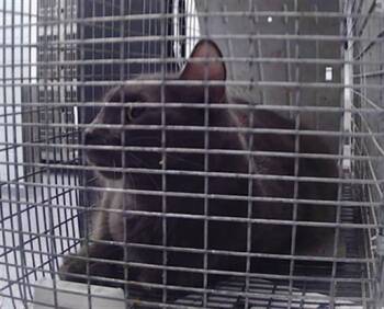 KUDZOO -  Domestic Medium Hair Cat for Adoption in Charlotte, North Carolina - KUDZOO | PetCurious