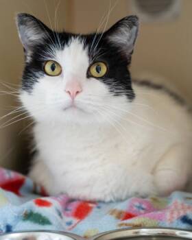 Saki -  Domestic Short Hair Cat for Adoption in Pequot Lakes, Minnesota - Saki | PetCurious