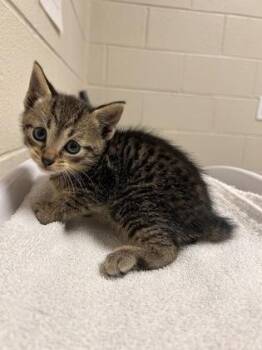 Peanut -  Domestic Short Hair Cat for Adoption in Fairfax, Virginia - Peanut | PetCurious