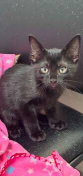 Dusty Bottoms -  Domestic Short Hair Cat for Adoption in Chattanooga, Tennessee - Dusty Bottoms | PetCurious