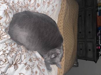 Lucy -  Domestic Short Hair Cat for Adoption in Beaumont, Texas - Lucy | PetCurious