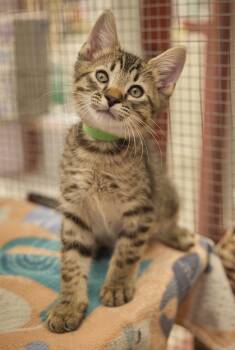 Rumba -  Domestic Short Hair Cat for Adoption in Santa Barbara, California - Rumba | PetCurious