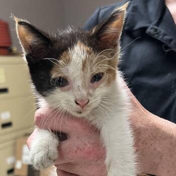 Domestic Short Hair Cats Available for Adoption in Lufkin, Texas - Pebbles | PetCurious
