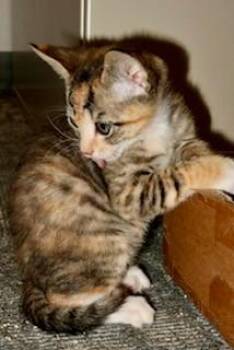 94851a Bean-Petco North Charleston -  Domestic Short Hair Cat for Adoption in North Charleston, South Carolina - 94851a Bean-Petco North Charleston | PetCurious