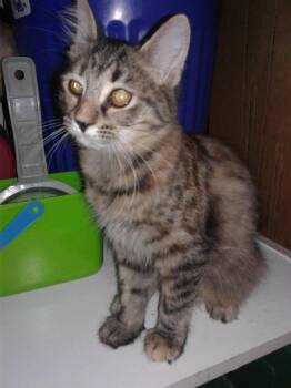 Rescue Domestic Medium Hair Cats for Adoption in Warner Robins, Georgia - Lefty | PetCurious