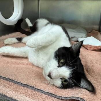 Domestic Short Hair Cats Available for Adoption in Richmond, Virginia - Bayou | PetCurious