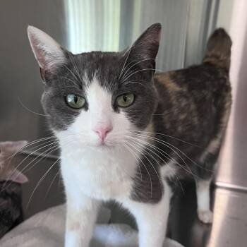 Domestic Short Hair Cats Available for Adoption in Washburn, Missouri - Little Debbie | PetCurious