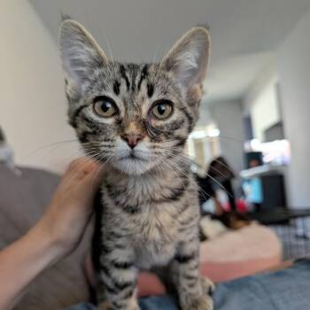 Polly McAtee -  Domestic Short Hair and Tabby Cat for Adoption in Morrison, Colorado - Polly McAtee | PetCurious
