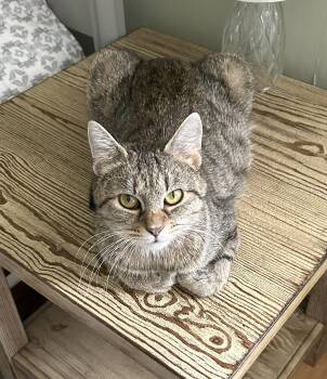 Rachel -  Tabby Cat for Adoption in Bennington, Vermont - Rachel | PetCurious