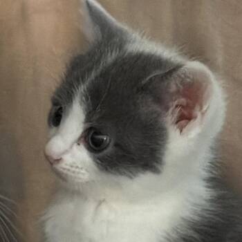 Piggy -  Domestic Short Hair Cat Available for Adoption in Clearwater, Florida - Piggy | PetCurious