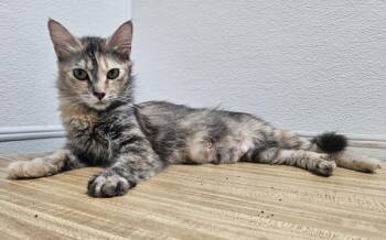 Lyric -  Domestic Medium Hair Cat for Adoption in Vancouver, Washington - Lyric | PetCurious