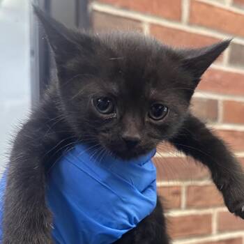 Truth -  Domestic Short Hair Cat for Adoption in Allentown, Pennsylvania - Truth | PetCurious