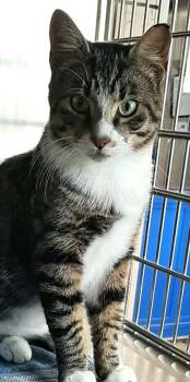 Domestic Short Hair Cats Available for Adoption - Bandit | PetCurious