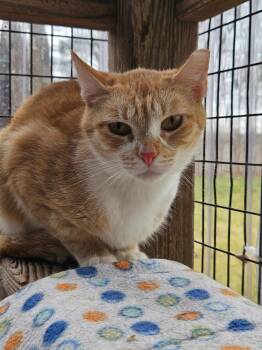 Domestic Short Hair Cats Available for Adoption in Westbrook, Connecticut - Chopsey | PetCurious