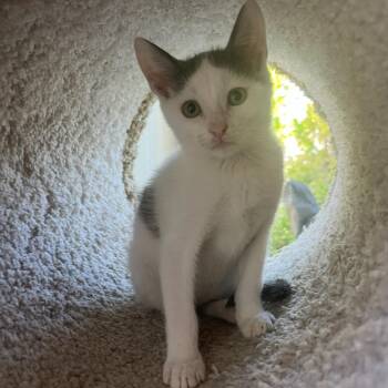 Ash -  Domestic Short Hair Cat for Adoption in San Juan Capistrano, California - Ash | PetCurious