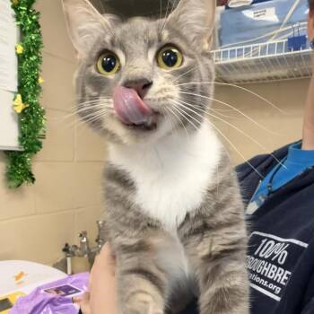 Domestic Short Hair Cats Available for Adoption - Root Beer Float | PetCurious