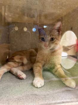 Domestic Short Hair Cats Available for Adoption in Cookeville, Tennessee - PRETTY BOY FLOYD | PetCurious