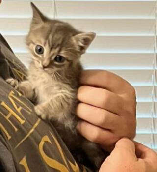 Graymalkin -  Domestic Medium Hair and Tabby Cat for Adoption in Blairsville, Georgia - Graymalkin | PetCurious
