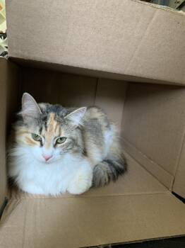 Cleopatra -  Domestic Long Hair and Calico Cat for Adoption in Cleveland, Ohio - Cleopatra | PetCurious