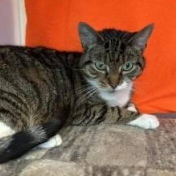 Momo (ID 51985) -  Domestic Short Hair Cat for Adoption in Manassas, Virginia - Momo (ID 51985) | PetCurious