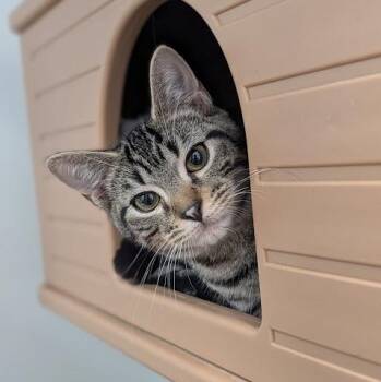 Hermes -  Domestic Short Hair Cat for Adoption in Waynesville, North Carolina - Hermes | PetCurious