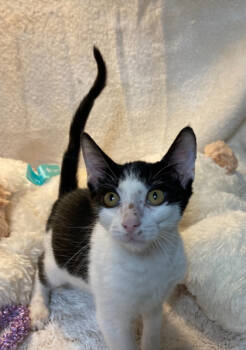 Rescue Domestic Short Hair Cats for Adoption in Picayune, Mississippi - $00 Nacho Bellgrande | PetCurious