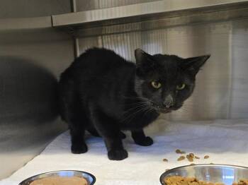 NIGHT FURY -  Domestic Short Hair Cat for Adoption in Auburn, California - NIGHT FURY | PetCurious