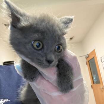 River -  Domestic Medium Hair Cat for Adoption in Charleston, West Virginia - River | PetCurious