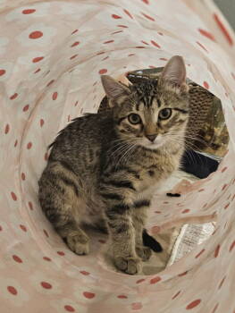 Rescue Domestic Short Hair Cats for Adoption in Minneapolis, Minnesota - Puma | PetCurious