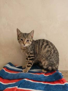 Cocoa #2 -  Domestic Short Hair and Tabby Cat for Adoption in Westfield, Wisconsin - Cocoa #2 | PetCurious
