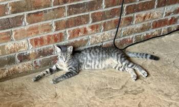 Jolene -  American Shorthair and Tabby Cat for Adoption in Mckinney, Texas - Jolene | PetCurious
