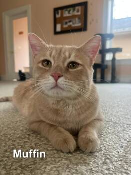 Domestic Short Hair Cats Available for Adoption - Muffin | PetCurious