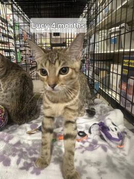 Lucy -  Tabby Cat for Adoption in Deltona, Florida - Lucy | PetCurious