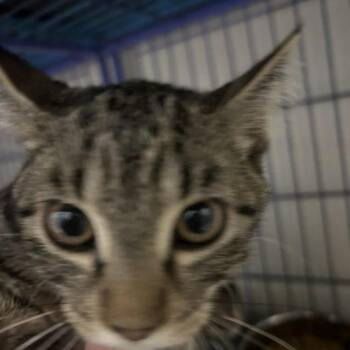 Rizzo -  Domestic Short Hair Cat for Adoption in Burlington, Iowa - Rizzo | PetCurious