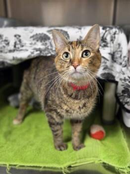 Malibu -  Domestic Short Hair Cat for Adoption in Westland, Michigan - Malibu | PetCurious